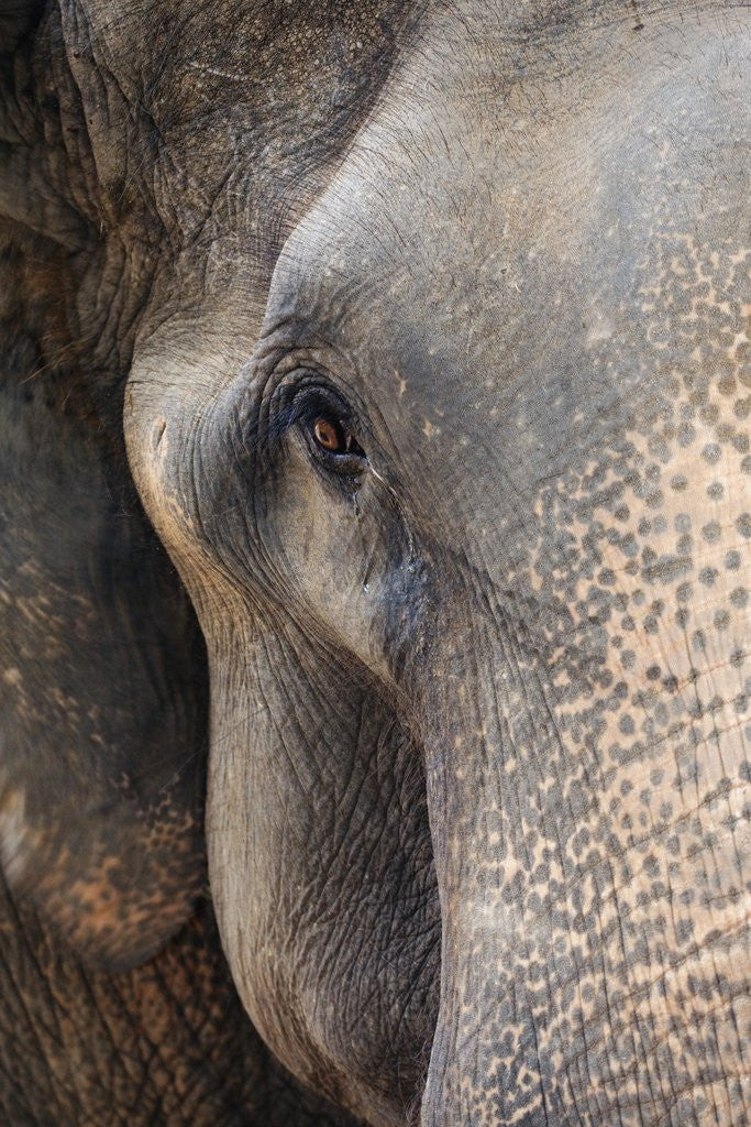 Detail of Close-up of Asian Elephant at Elephant Conservation Centre by Anonymous