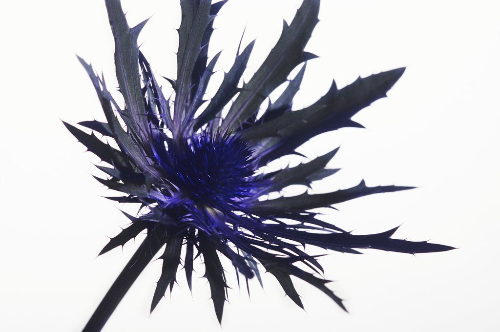 Detail of Thistle by Anonymous