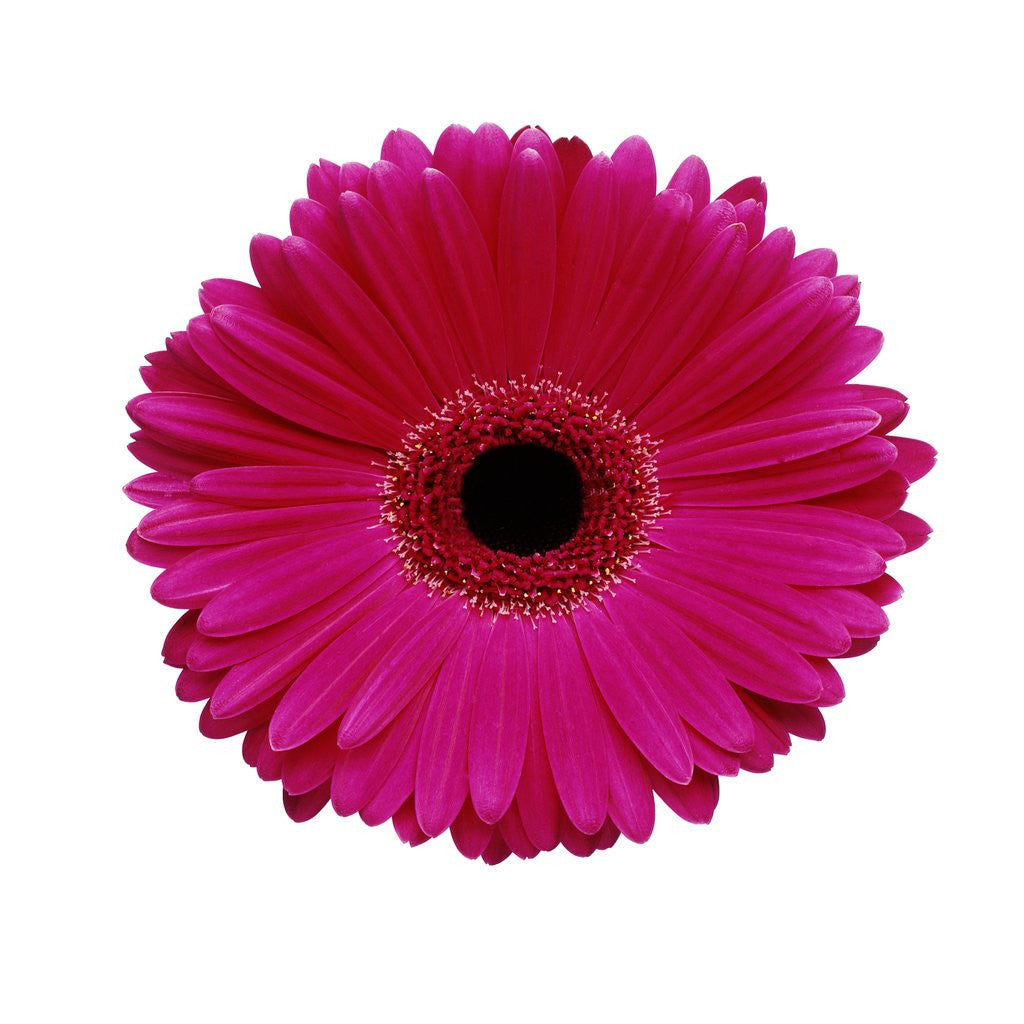Detail of Hot Pink Gerbera Daisy by Corbis