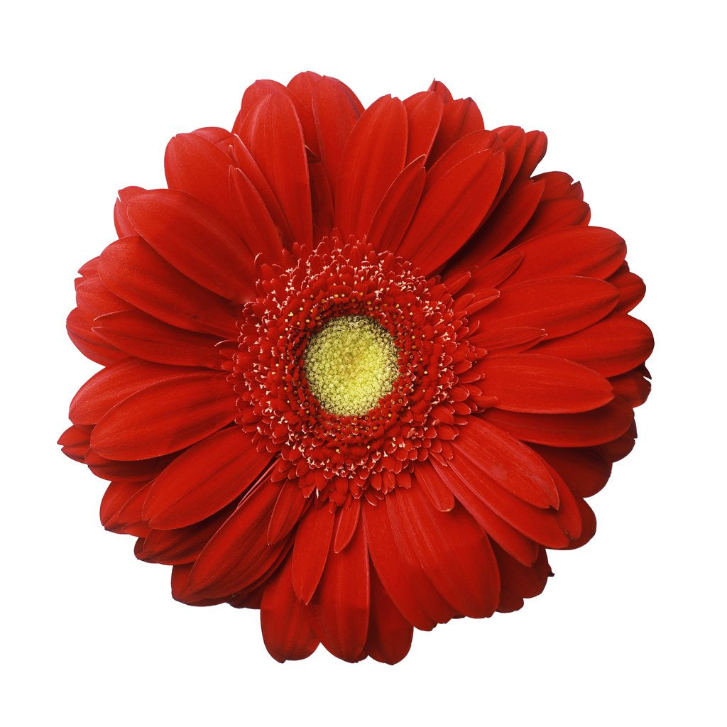 Detail of Red Gerbera Daisy by Anonymous