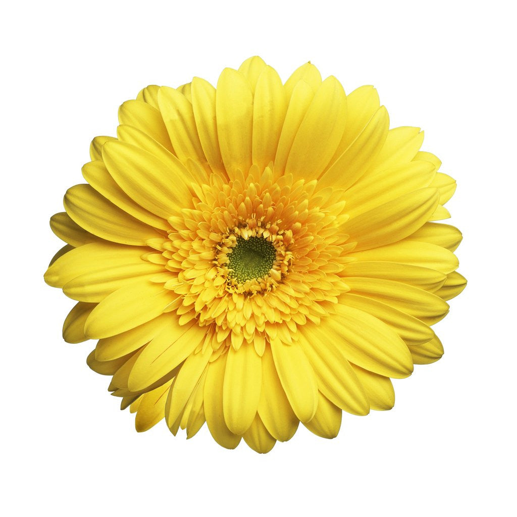 Detail of Gerbera Daisy by Anonymous