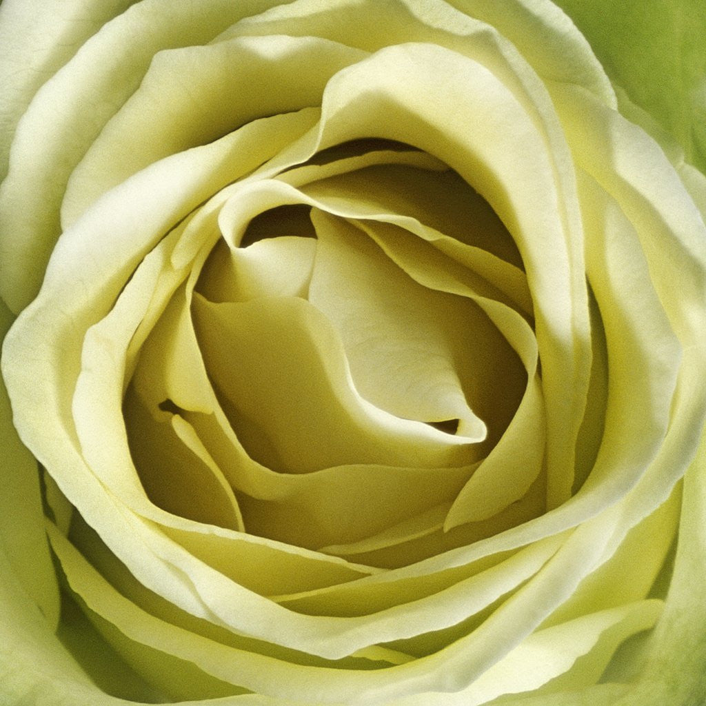 Detail of Yellow Rose by Anonymous