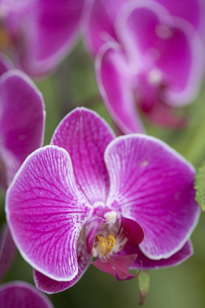 Detail of Rare, beautiful orchids bloom in a Florida garden by Anonymous