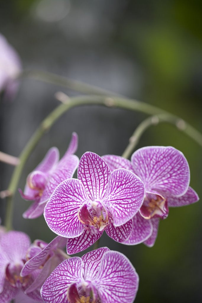 Detail of Rare, beautiful orchids bloom in a Florida garden by Corbis