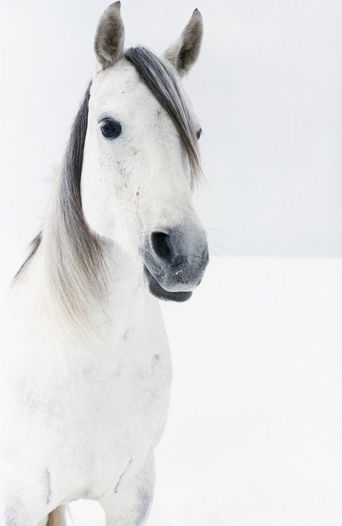 Detail of White Horse in Snow by Corbis