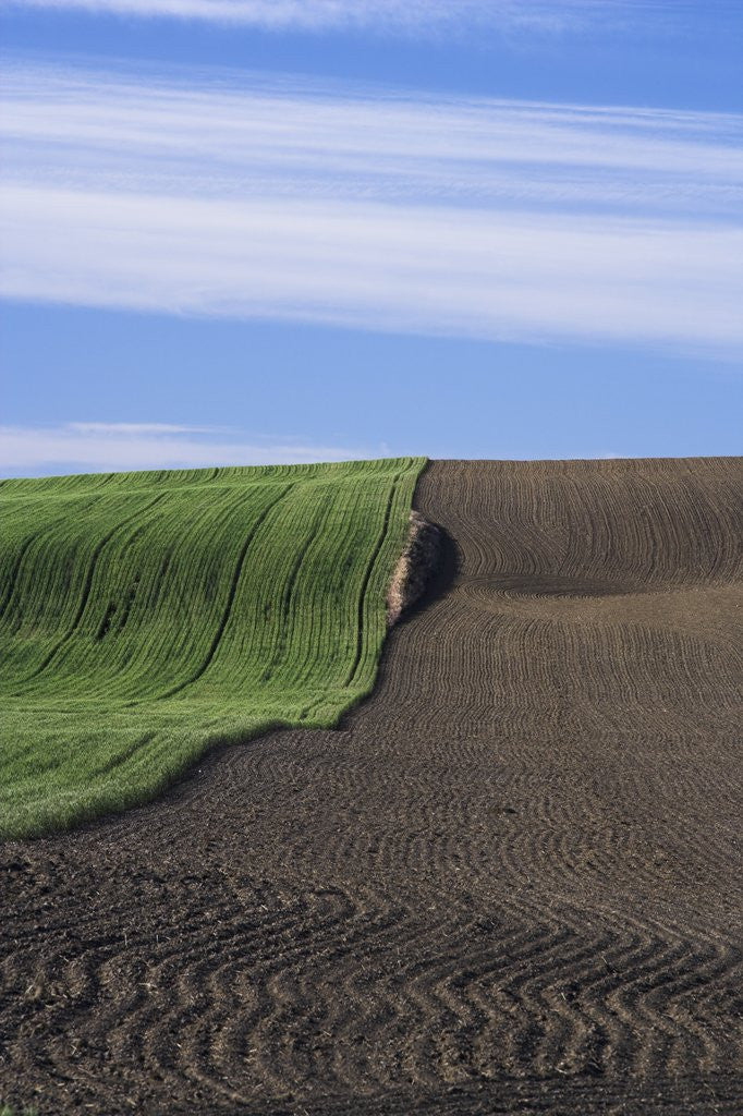 Detail of Wheat Field and Plowed Land by Corbis