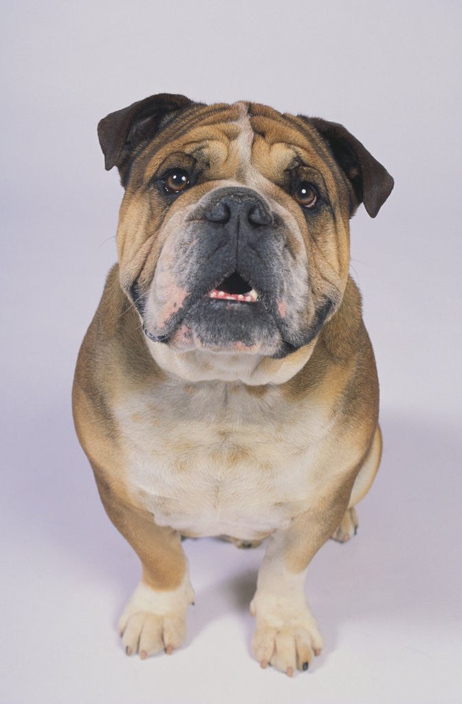 Detail of English Bulldog by Anonymous