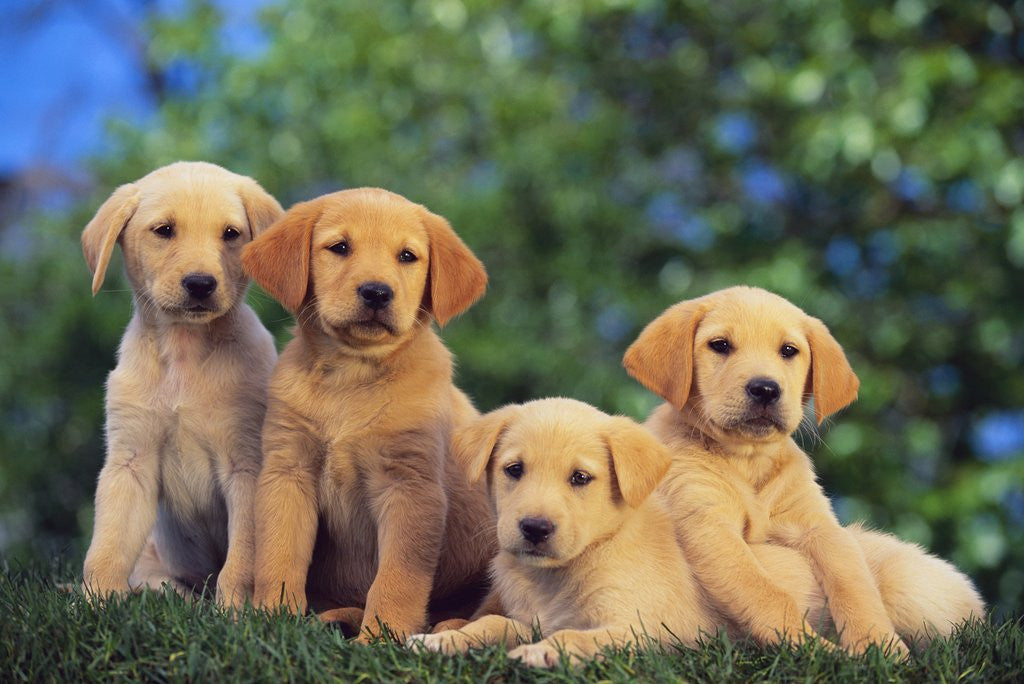 Detail of Puppies by Anonymous