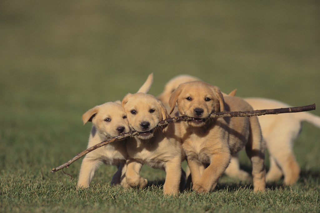 Detail of Retriever Puppies Sharing a Stick by Anonymous