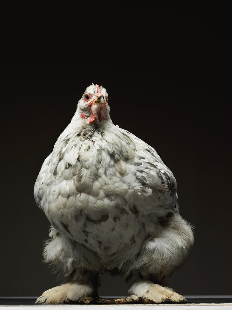 Detail of Chicken by Anonymous