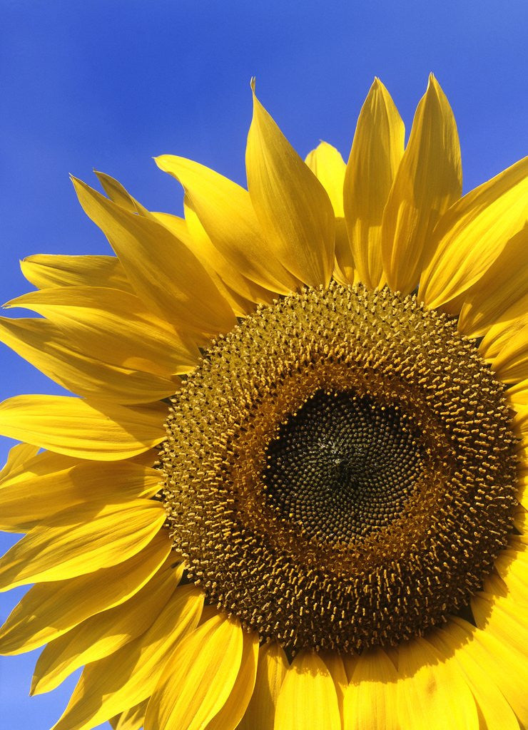 Detail of Front view of a beautiful sunflower by Anonymous