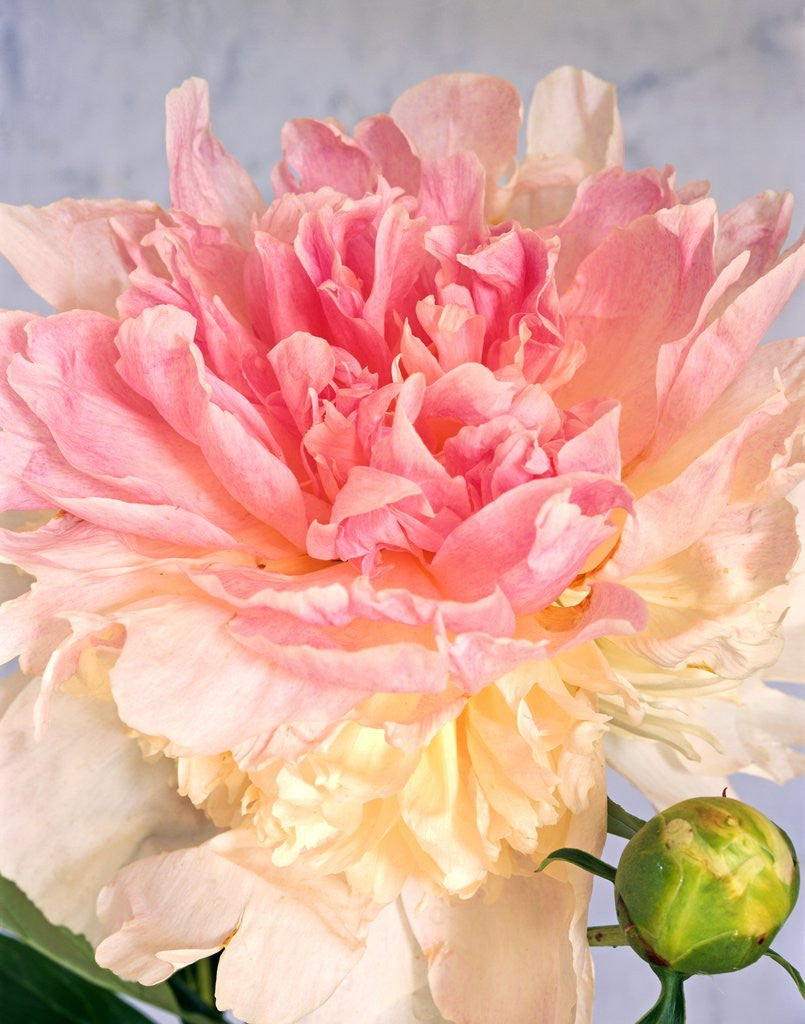 Detail of A pale pink and cream-colored peony blossom by Corbis
