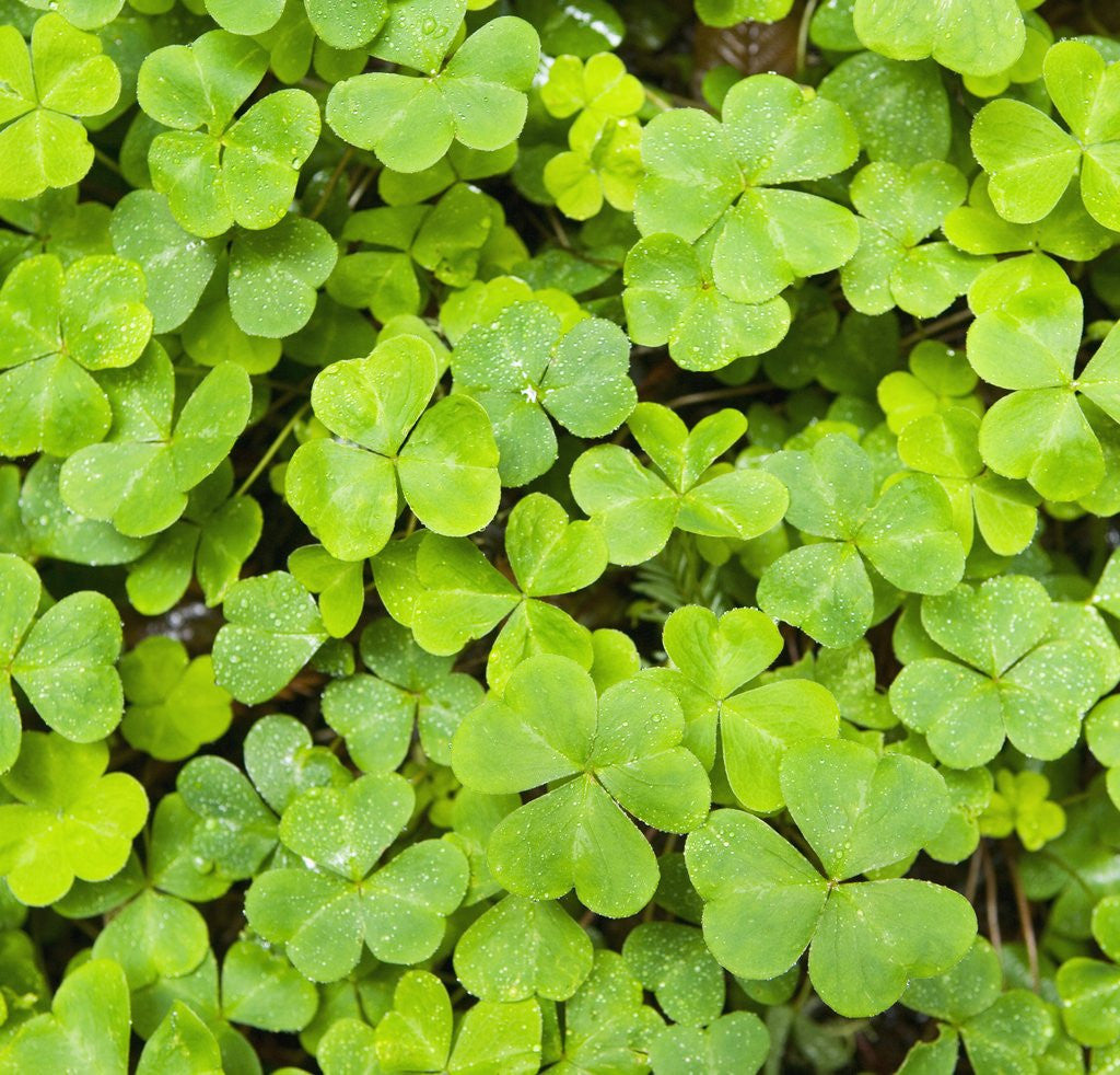 Detail of Clover by Anonymous