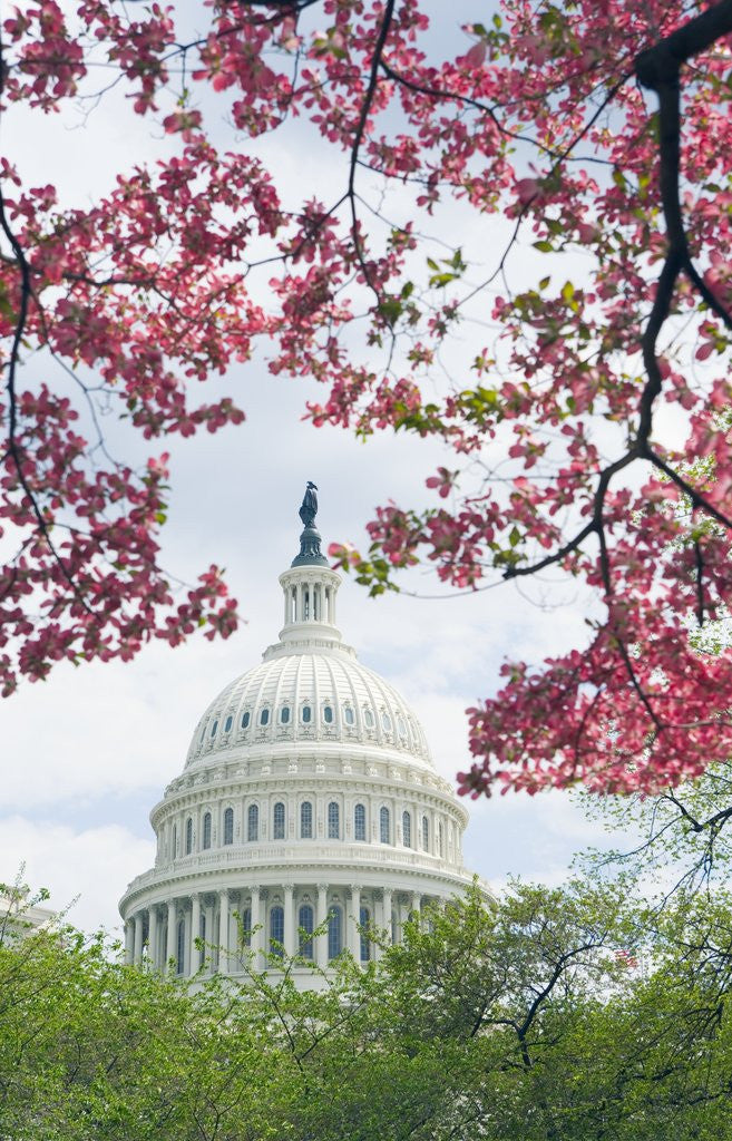 Detail of United States Capitol Dome in Washington, D.C. and Flowering Spring Trees by Corbis