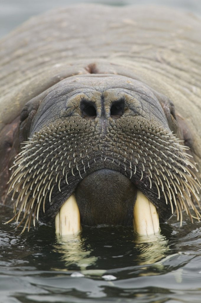 Detail of Walrus Looking Straight Ahead by Anonymous