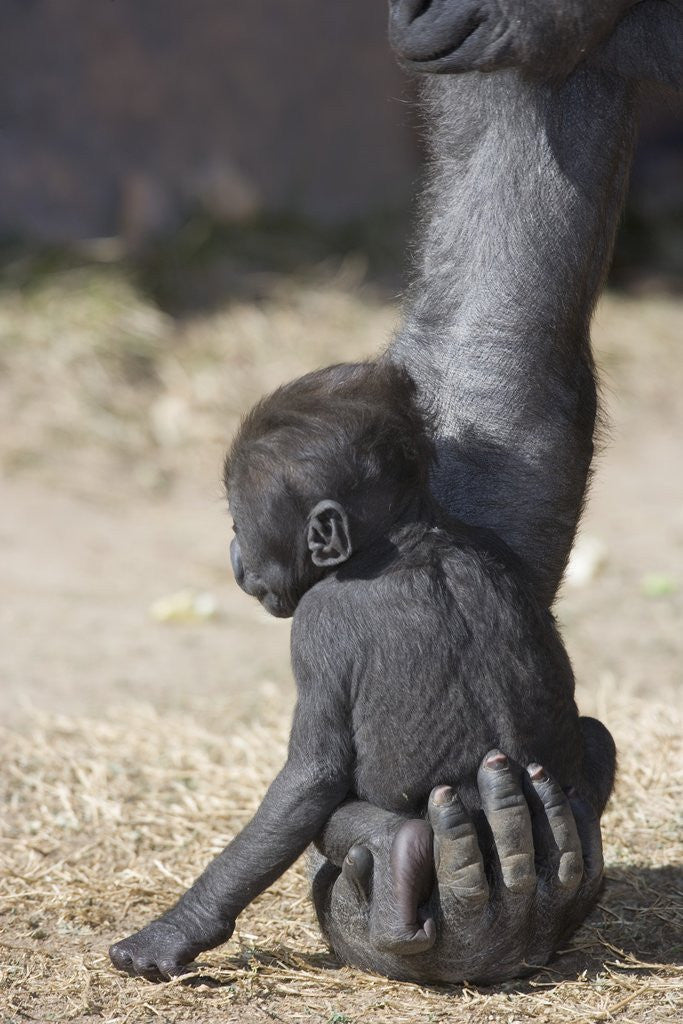 Baby Gorilla Sitting on Mother's Hand by Corbis