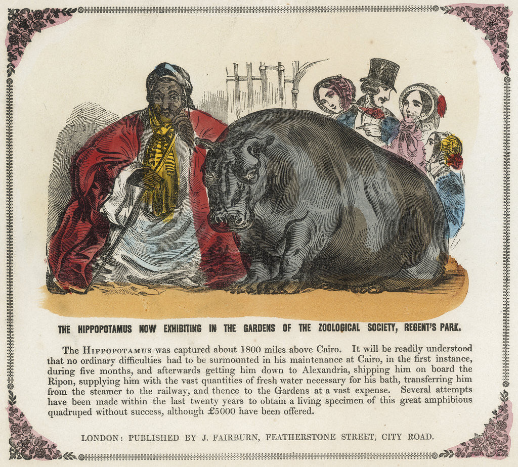 Detail of The Hippopotamus Now Exhibiting in the Gardens of the Zoological Society Print by Anonymous