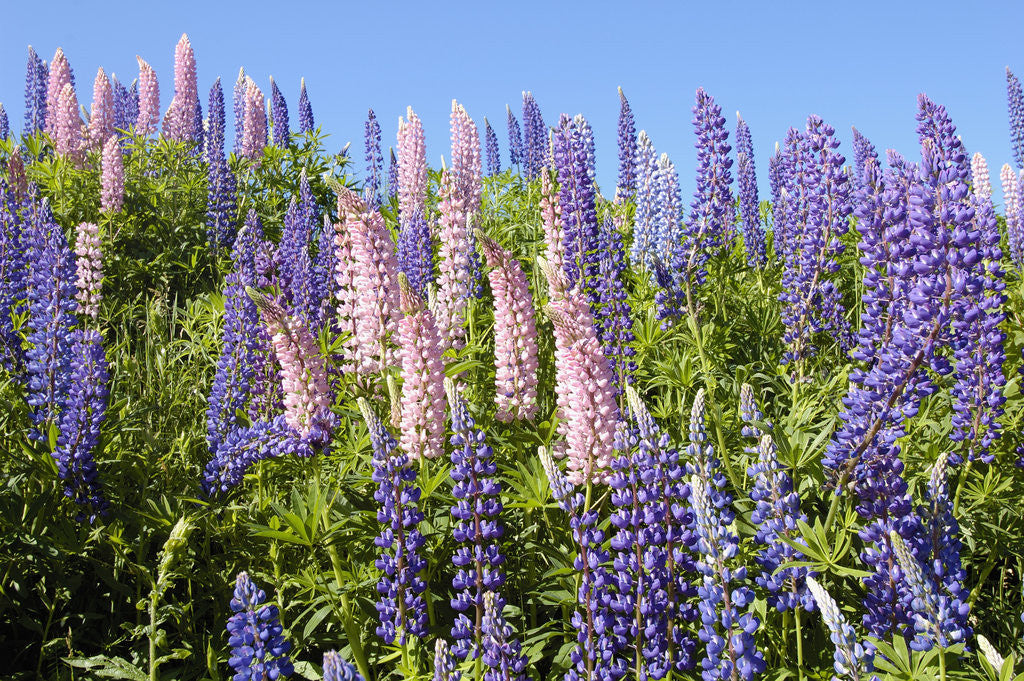 Detail of Pink and Purple Wild Lupines by Anonymous
