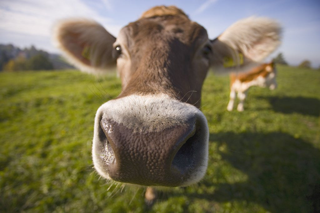 Detail of Curious Cow by Anonymous