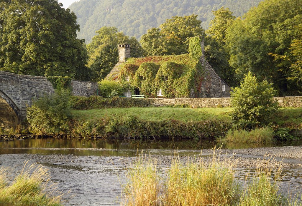 Detail of Vine-Covered Stone Cottage Near River Conwy by Anonymous