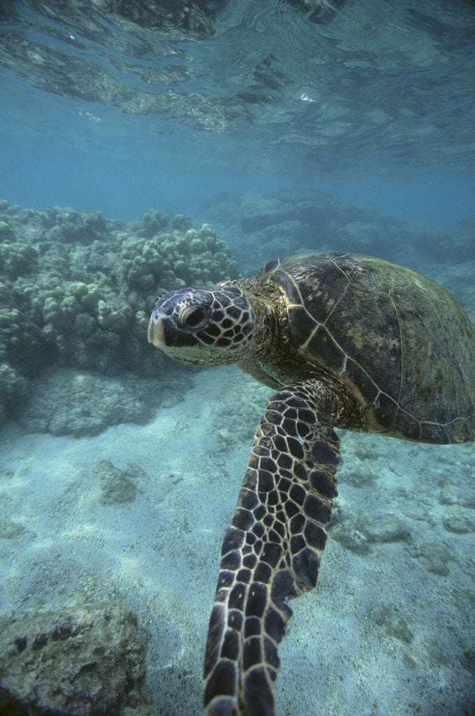 Detail of Green Sea Turtle Swimming by Corbis