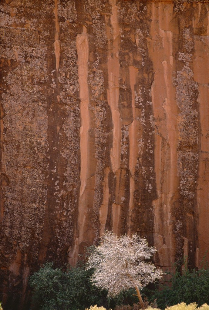 Detail of Chokecherry Tree Against Red Canyon Wall by Anonymous