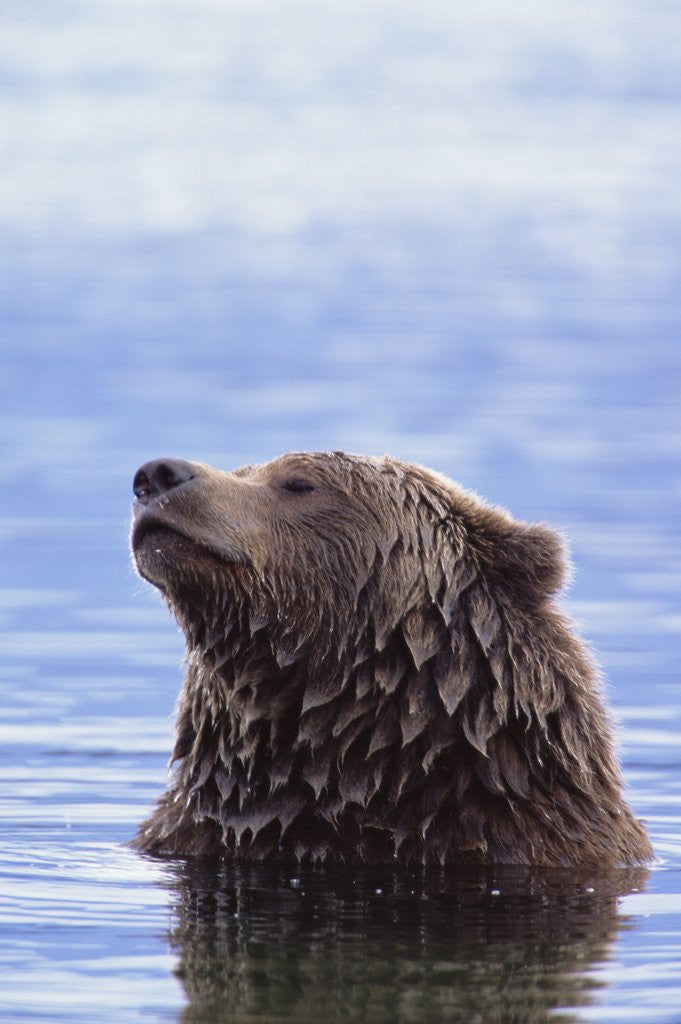 Detail of A Brown Bear Emerges from a Lake by Corbis