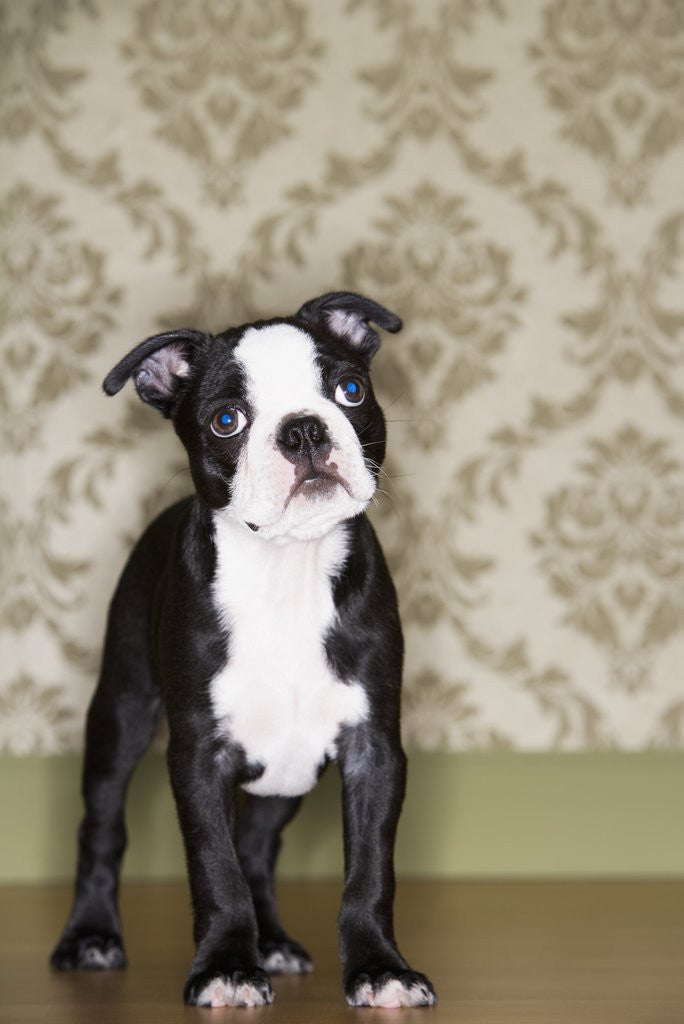 Detail of Boston Terrier Puppy by Anonymous