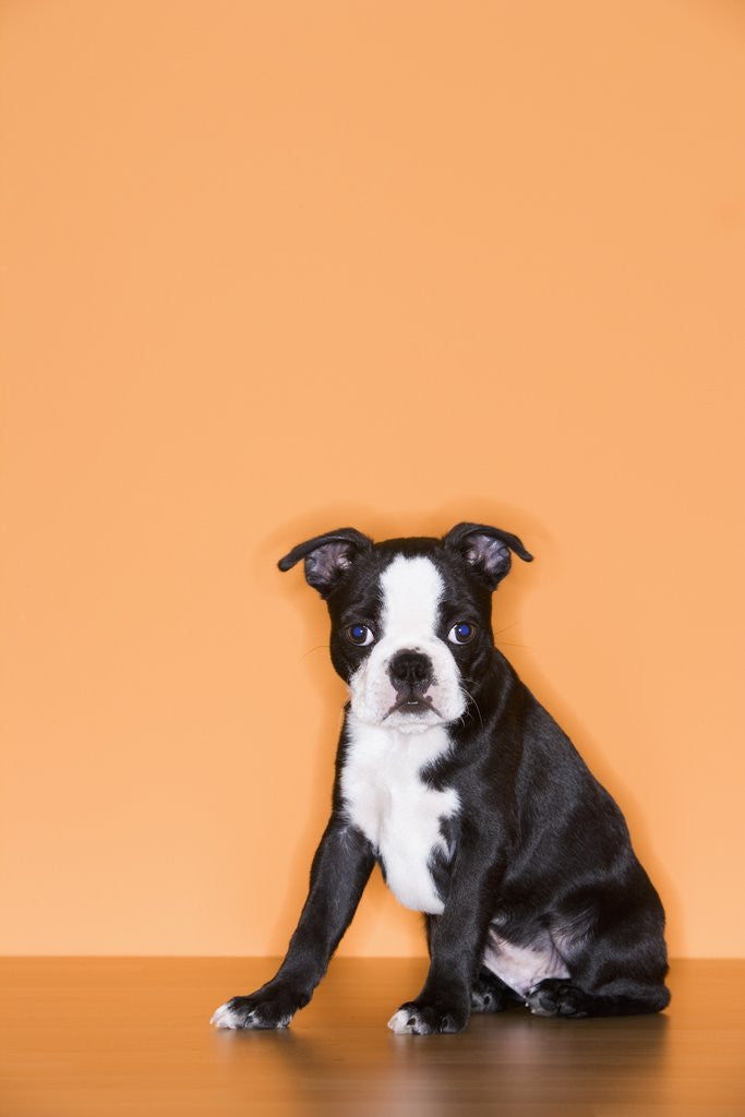 Detail of Boston Terrier Puppy by Anonymous