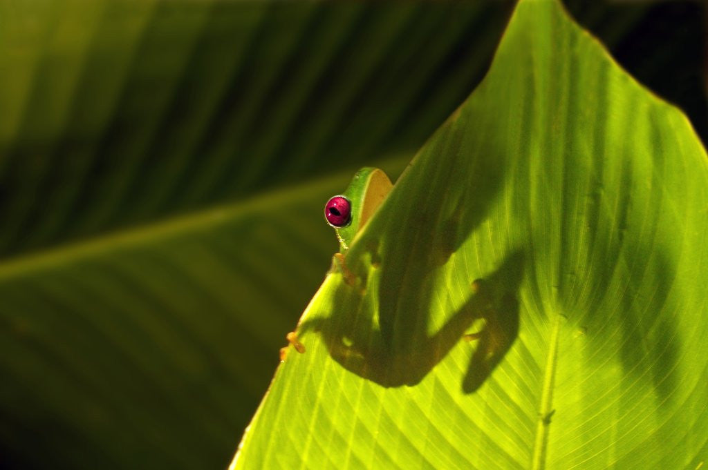 Detail of Red-eyed Tree Frog on Leaf by Anonymous