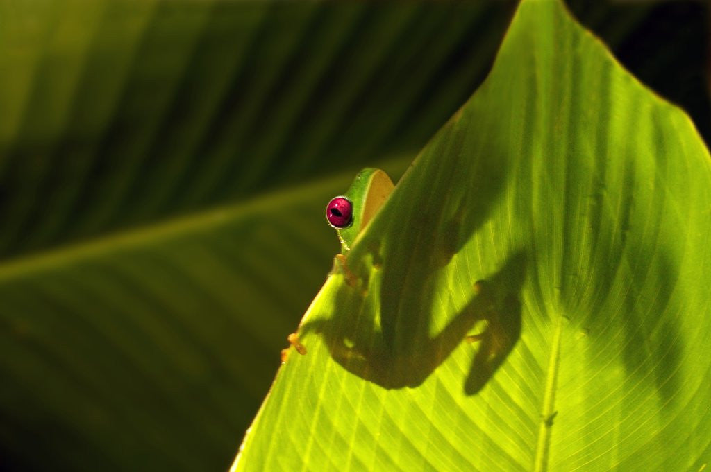 Detail of Red-eyed Tree Frog on Leaf by Corbis