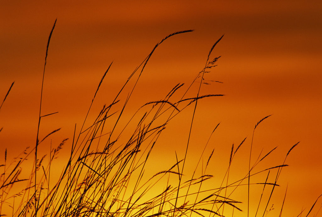 Detail of Grass Stalks Against Sunset Sky by Anonymous
