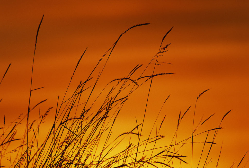 Detail of Grass Stalks Against Sunset Sky by Corbis
