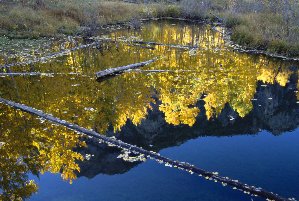 Detail of Beaver Pond and Reflection of Golden Aspens by Anonymous
