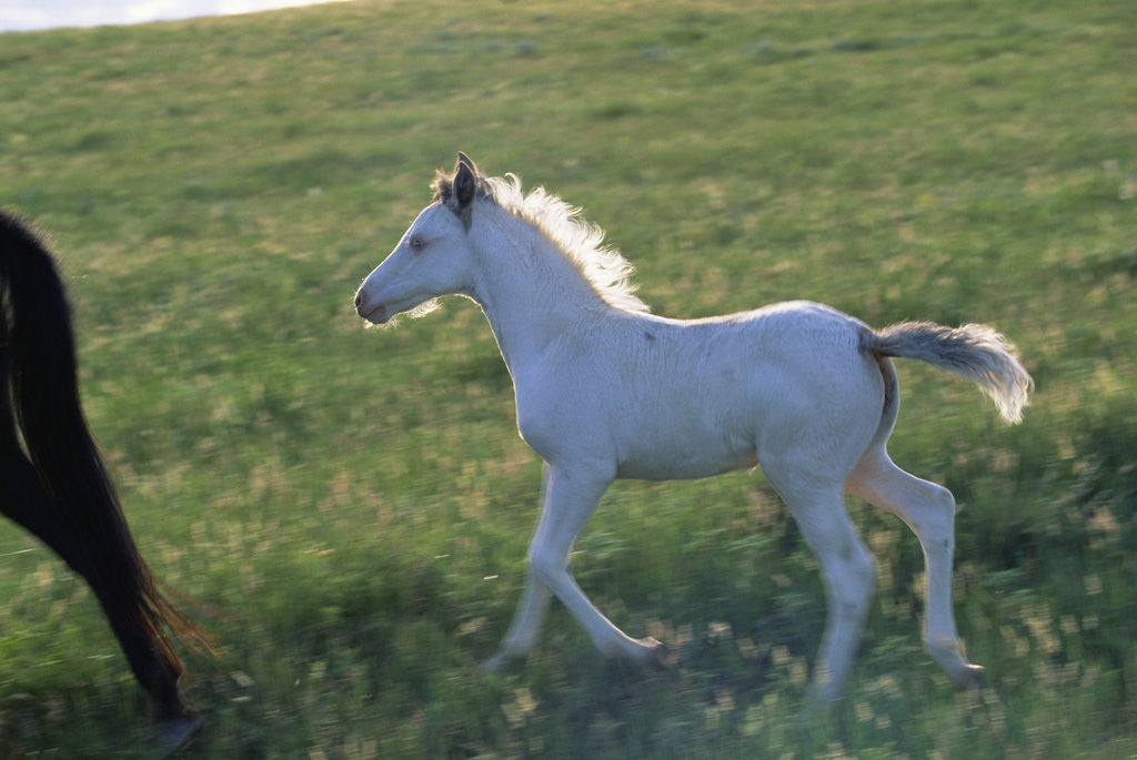 Detail of White Spanish Mustang Foal Running to His Mare by Anonymous