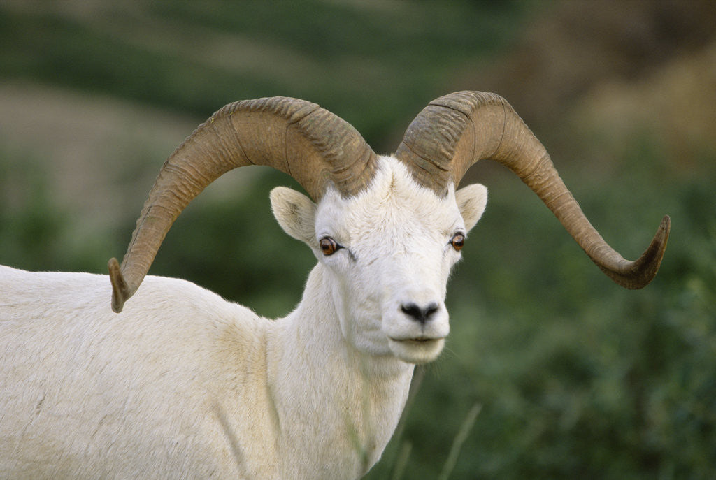 Detail of Dall Sheep Ram With Large Horns by Anonymous