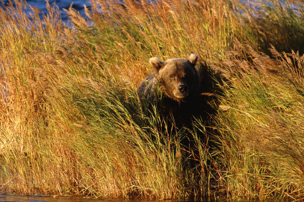 Detail of Female Brown (Grizzly) Bear in Tall Grass by Anonymous