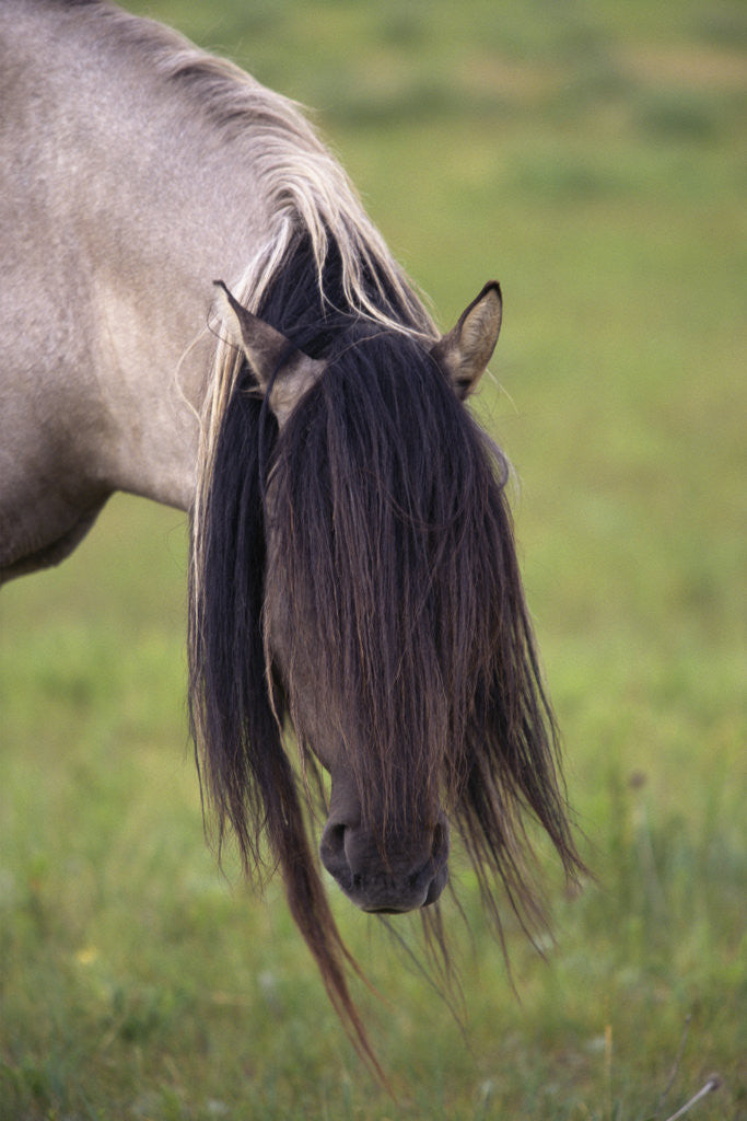 Detail of Spanish Mustang Stallion with Long Mane Over Eyes by Anonymous