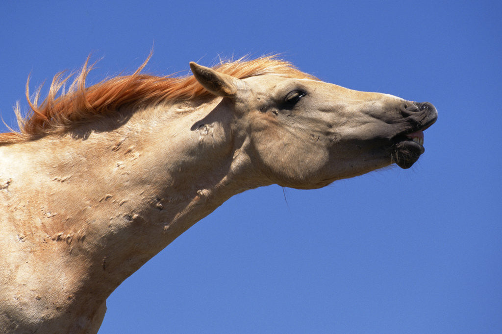 Detail of Wild Palomino Mustang Stallion Sniffing Air by Anonymous