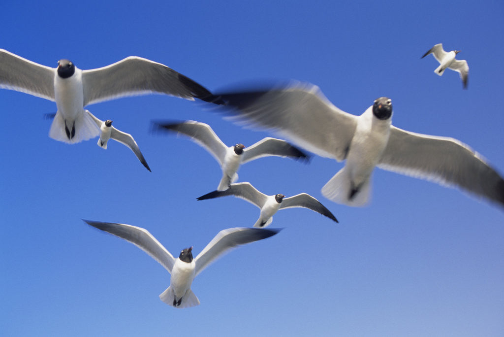 Detail of Laughing Gulls Flock in Flight by Anonymous