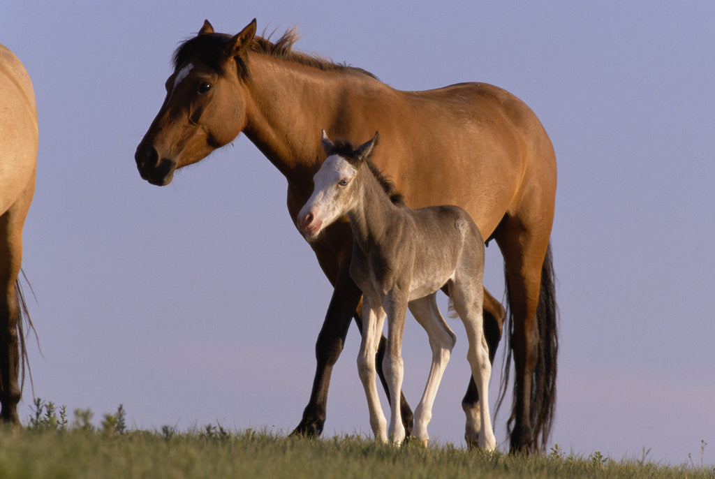 Detail of Spanish Mustang Foal and Mother Walking in Meadow by Corbis