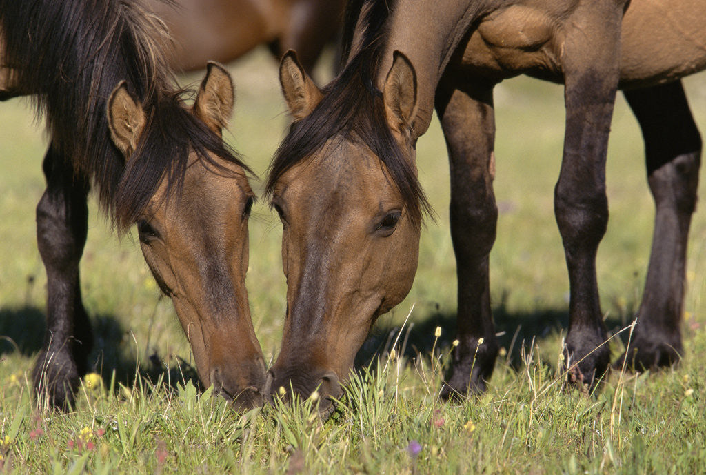 Detail of Wild Mustang Mares Grazing with Heads Together by Anonymous