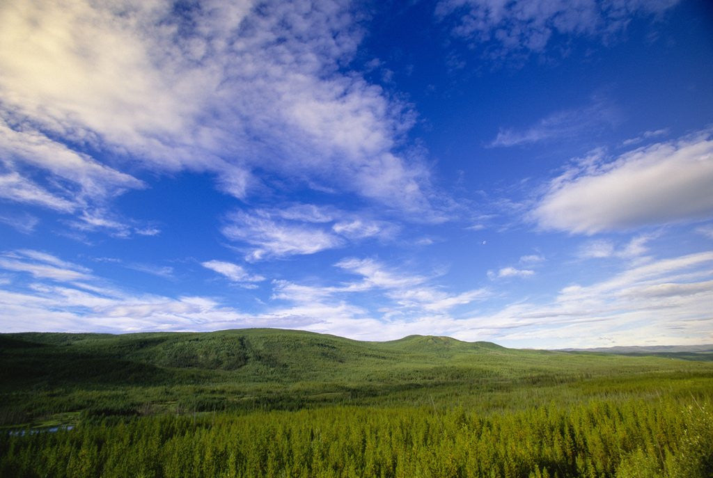 Detail of River Valley and Green Forests by Anonymous