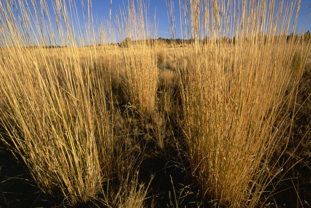 Detail of Tall Grass in Prairie Grasslands by Anonymous