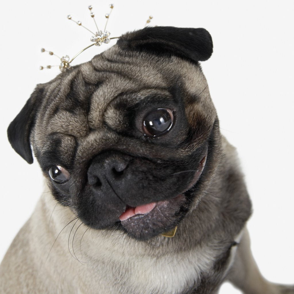 Detail of Pug Wearing Tiara by Anonymous