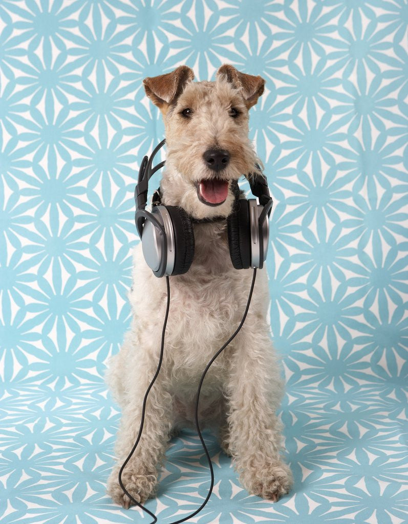 Detail of Fox Terrier with Headphones by Corbis