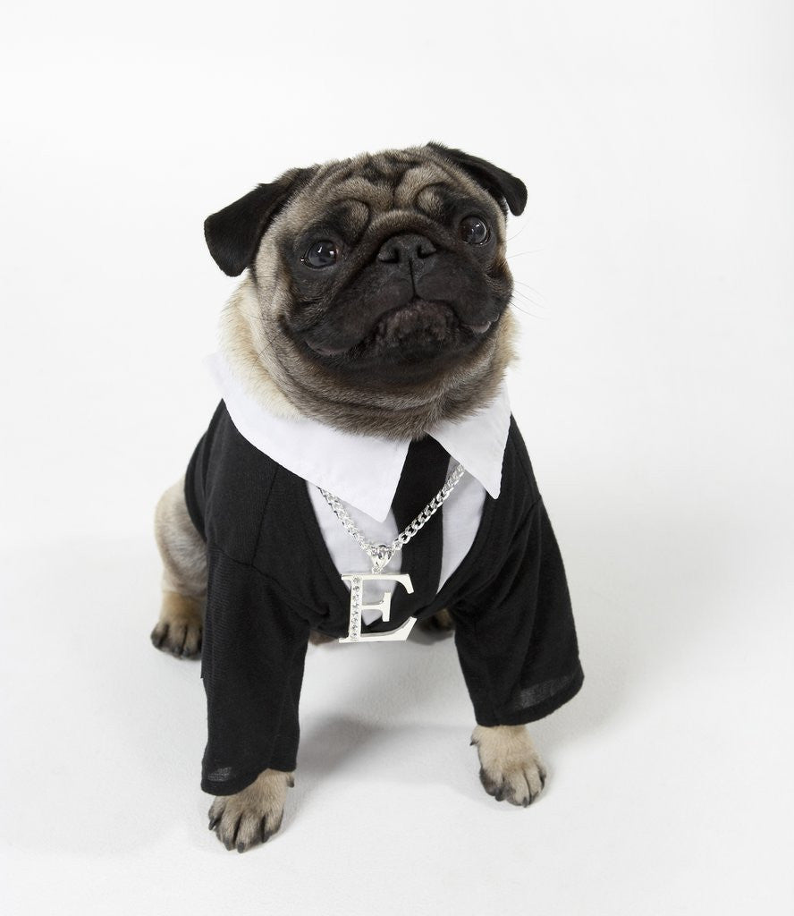Detail of Pug Wearing Shirt, Tie and Necklace by Corbis