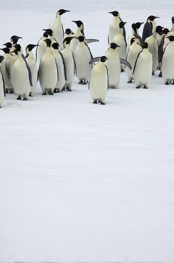 Detail of Group of Emperor Penguins Standing on Ice by Anonymous