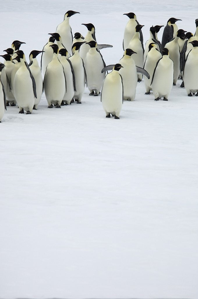 Detail of Group of Emperor Penguins Standing on Ice by Corbis