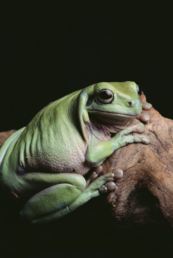 Detail of Green Tree Frog by Anonymous